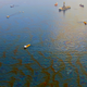 Illustration for article titled Dispersant Used to Fight Deepwater Horizon More Toxic to Coral Than Oil